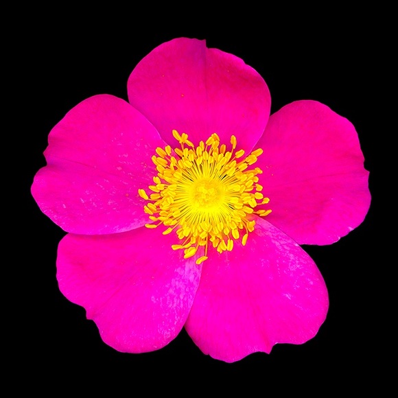 Meet your Posher, hazeliiiii - Picture 1 of 1